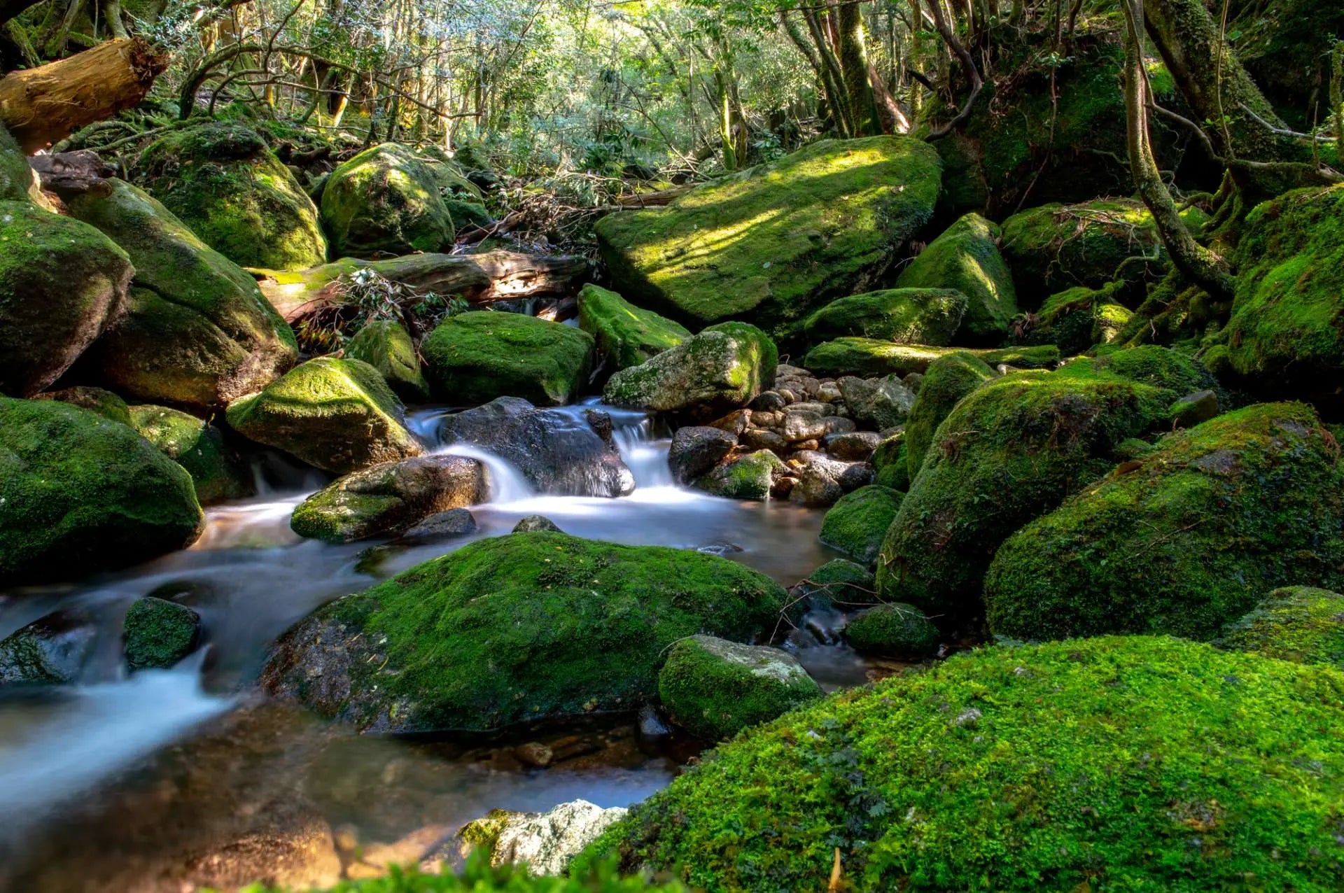Green Moss