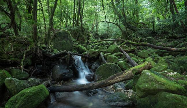 Green Moss