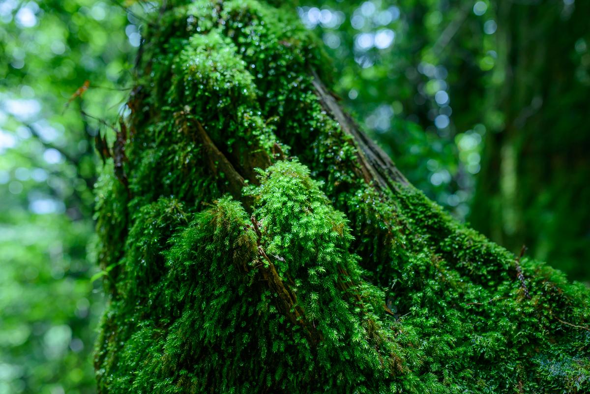 Green Moss