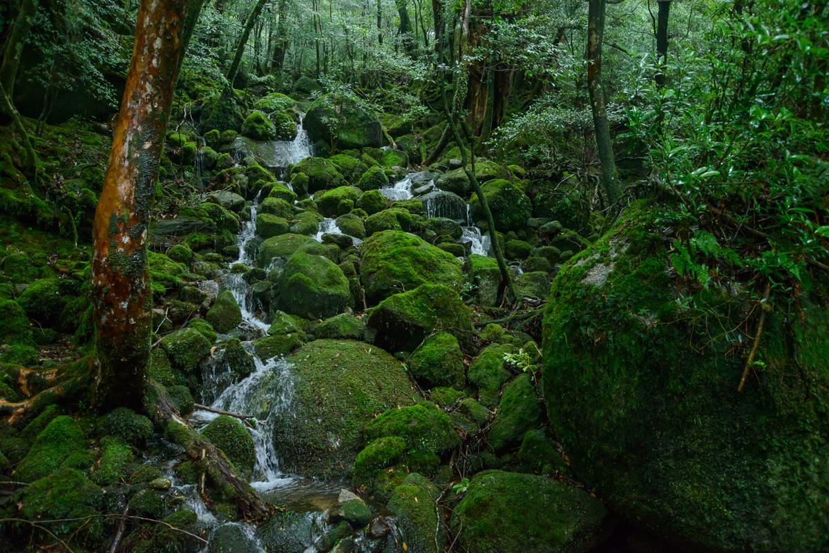 Green Moss